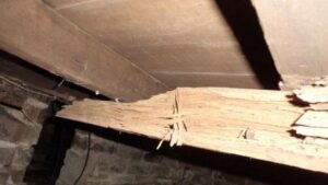 Fact - Termites Hate Good Building Inspectors