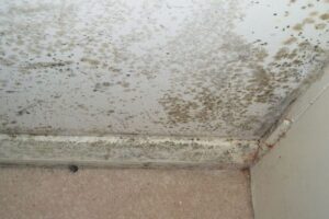 Mouldy Issues For Landlords