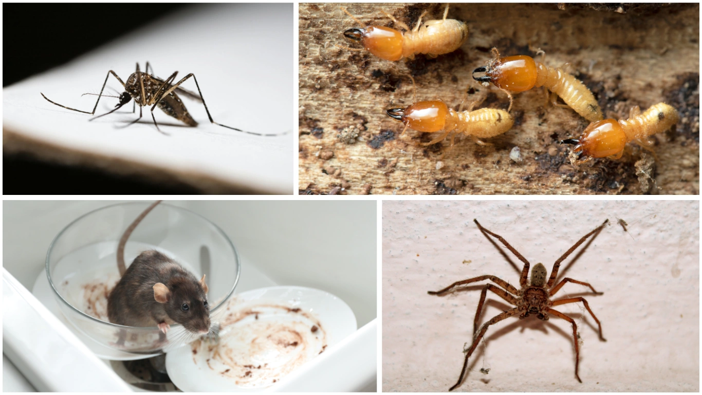 common pests in Australia