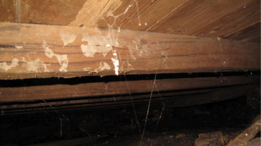 Building Inspection